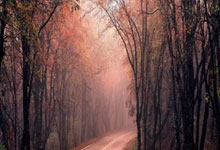 桑巴激情燃爆赛场！巴西男篮力克宿敌阿根廷，剑指奥运领奖台